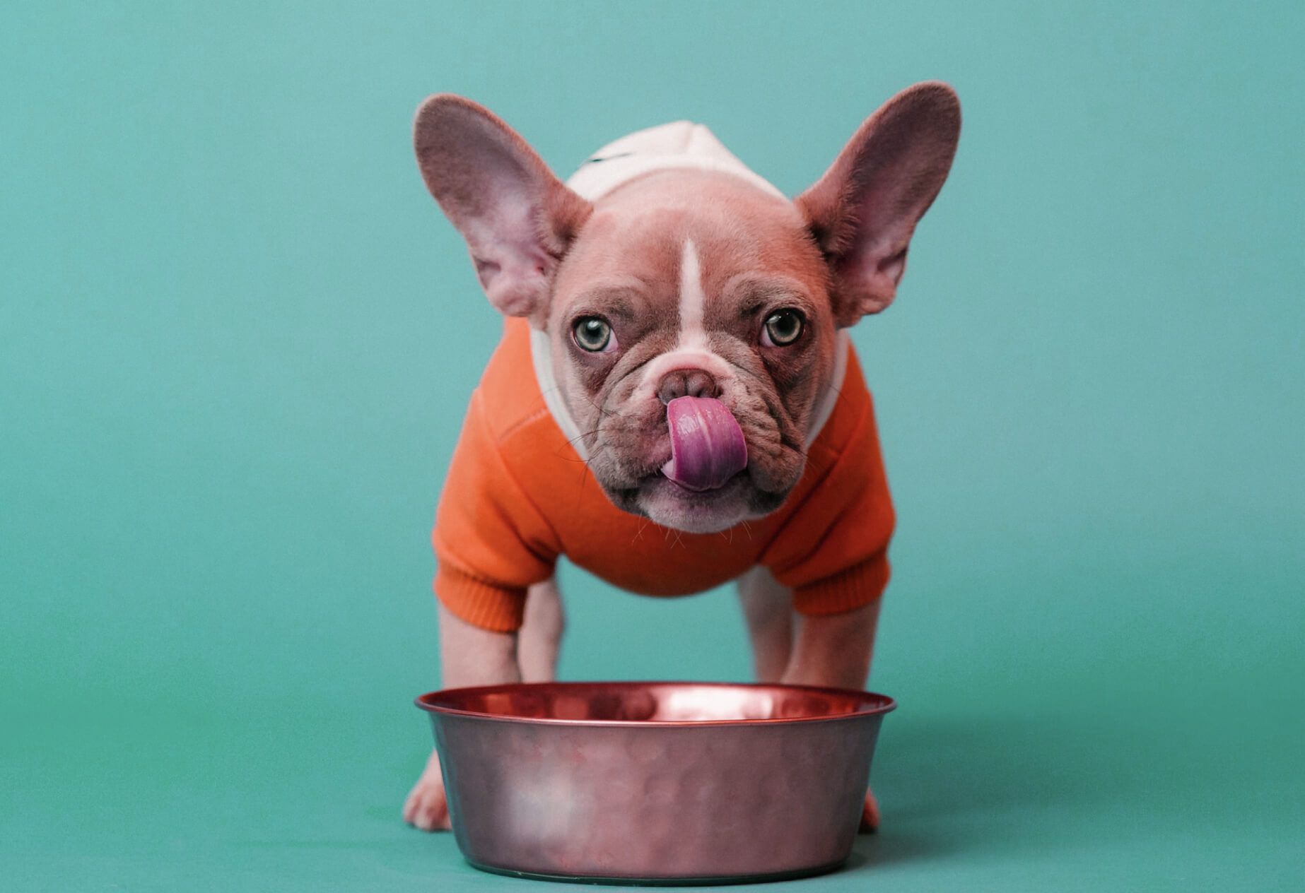 A dog drinking from a copper bowl.
