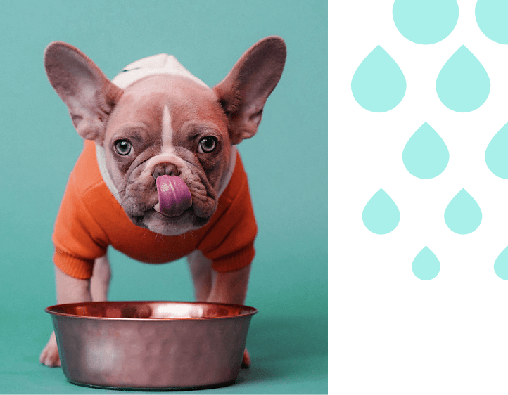 Un chien buvant de l’eau dans une gamelle en cuivre.