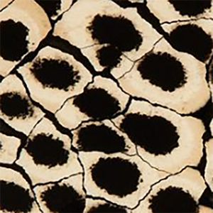 Color: Eggshell Snakeskin Black