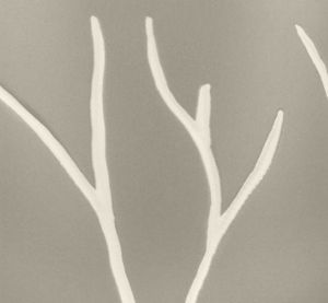 Color: Bare Leaves