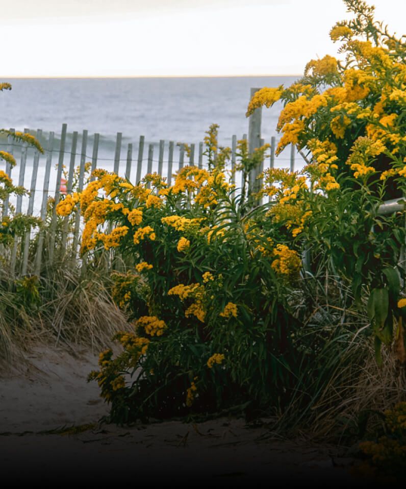 Goldenrod leading to a beach.