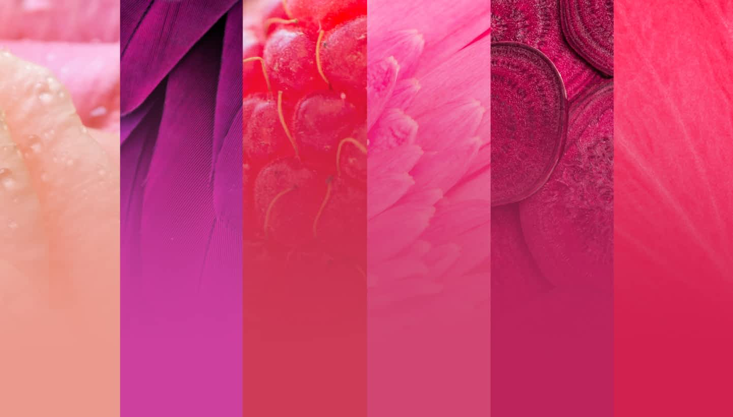 Different color swatches of pink.