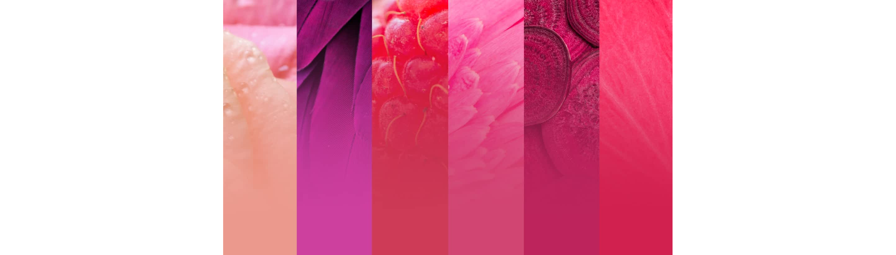 https://kitchenaid-h.assetsadobe.com/is/image/content/dam/business-unit/kitchenaid/en-us/digital-assets/pages/color-of-the-year-2023/color-inspiration/study-in-pink.jpg?fit=constrain&fmt=png-alpha&wid=2875
