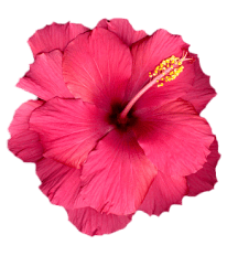 An image of a pink hibiscus flower.