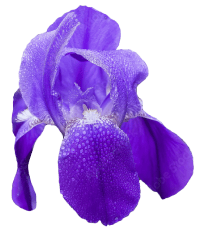 An image of a purple iris flower.