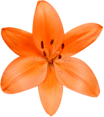 An image of an orange lily flower.