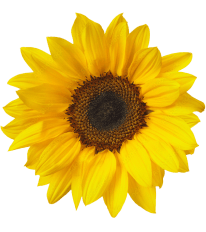 An image of a yellow sunflower.