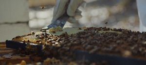 A person gently collecting honey from bees.