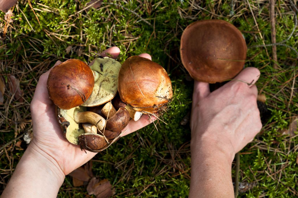 A person picking fresh mushrooms from the ground.