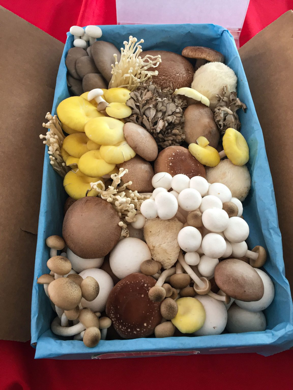 A blue box filled with a variety of hand-picked mushrooms.