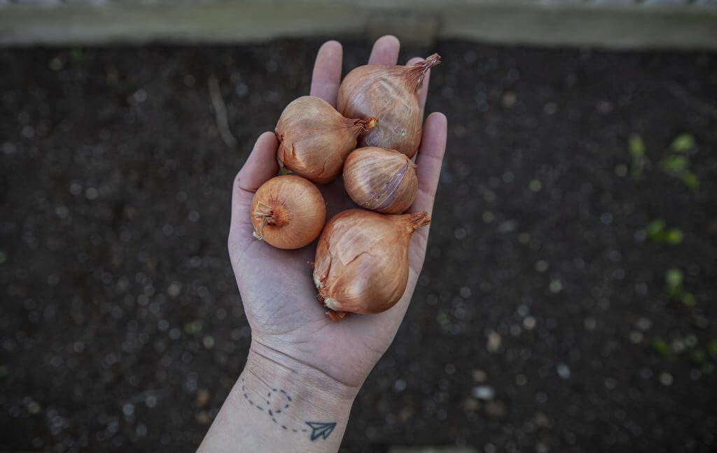 A hand holding small, whole onions.