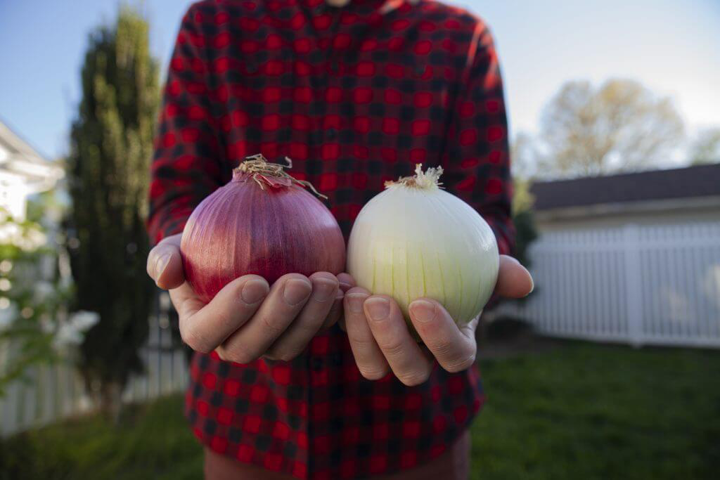 A person holding a red onion in one hand and a white onion in the other.
