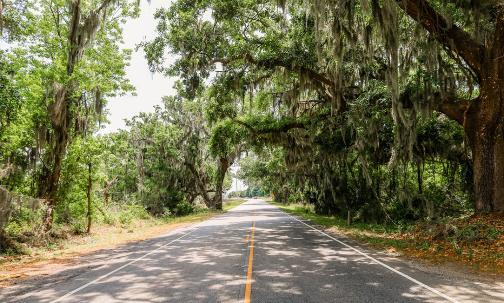 A tree-dense street of Charleston.