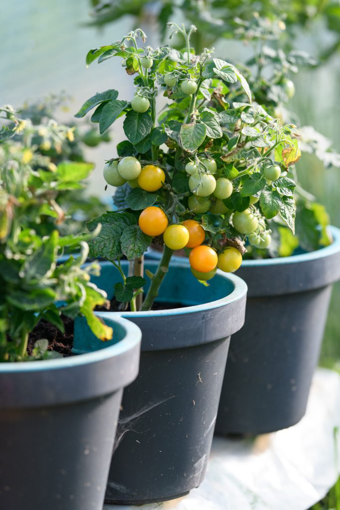 Cherry tomatoes growing outside in large pots.