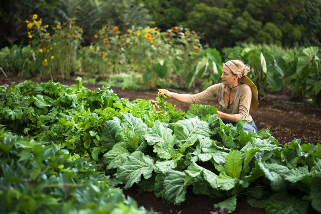 A person tending to small plants in the garden.