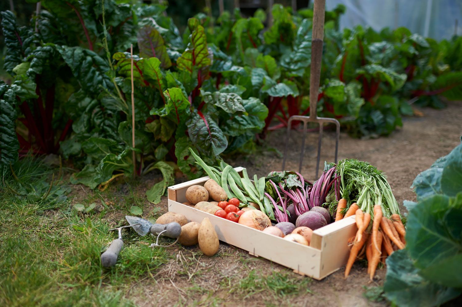 A wooden box filled with freshly picked vegetables from the garden.