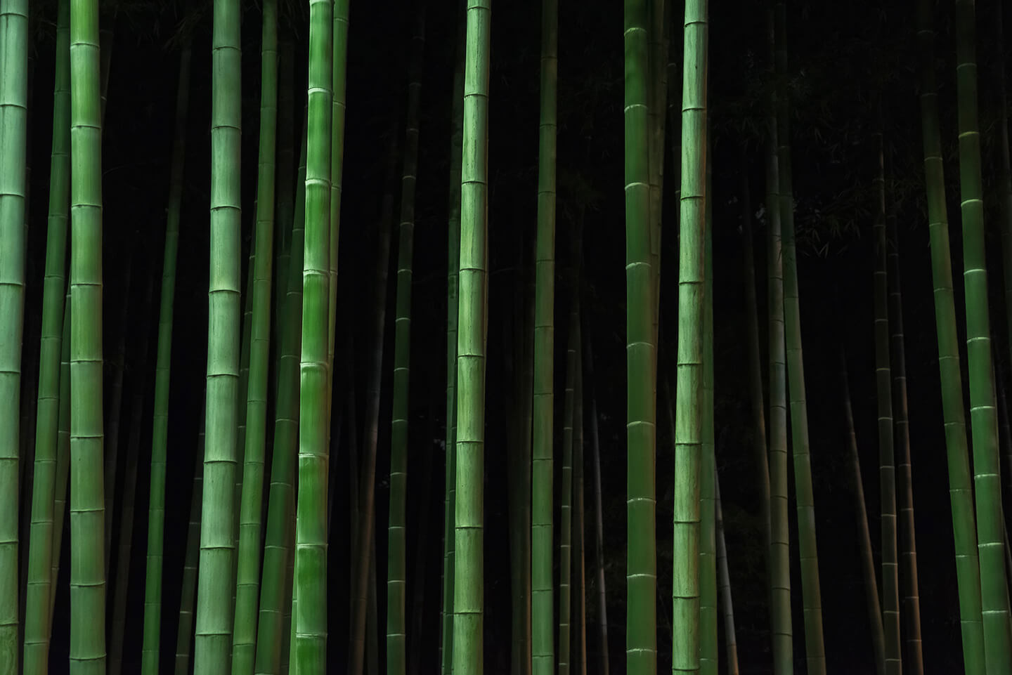 A lively green bamboo forest.