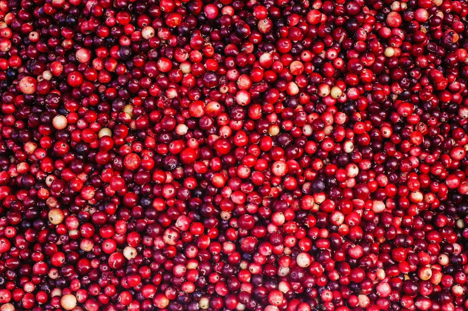 A sea of bright, red cranberries.