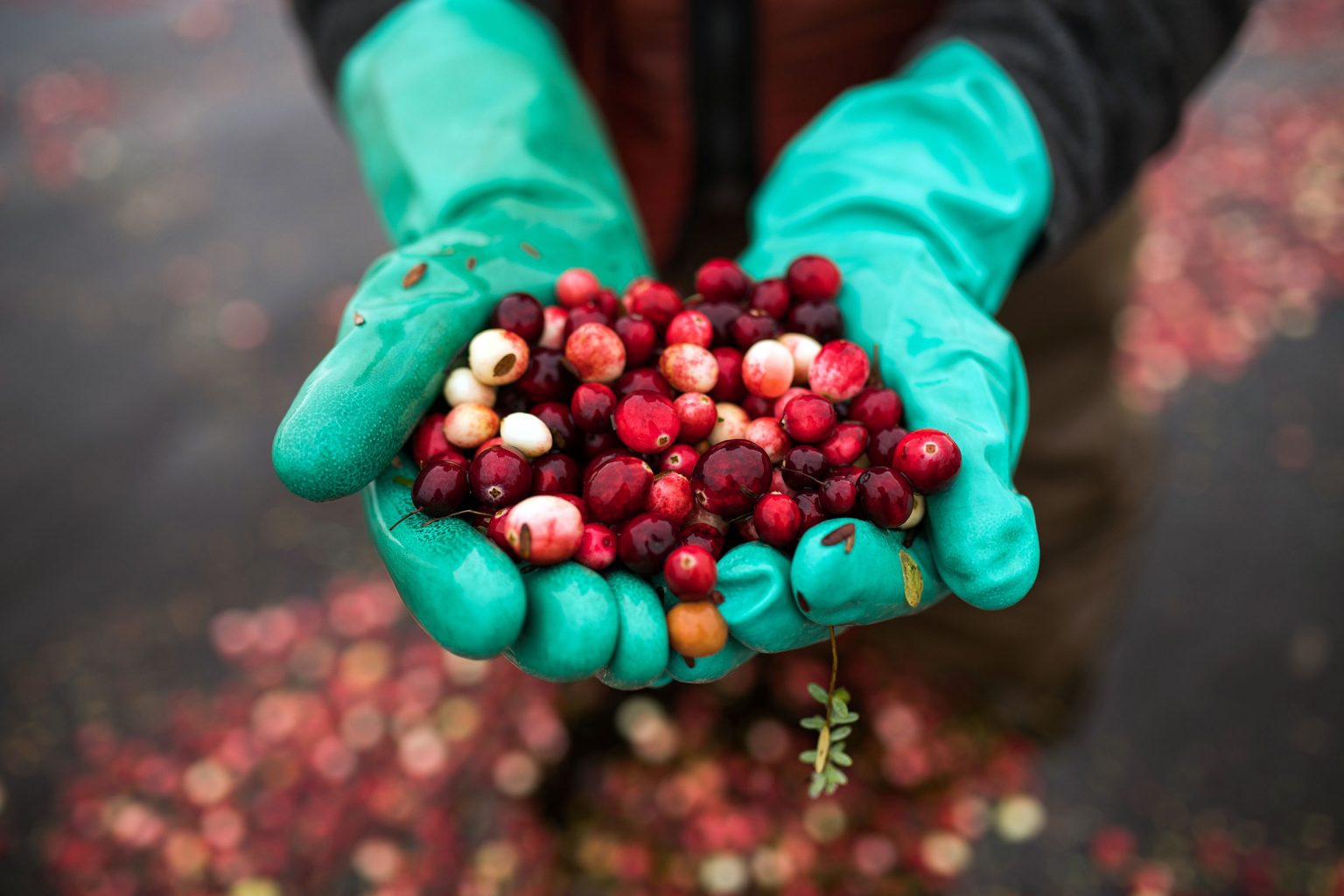 Gloved hands holding a handful of freshly picked cranberries.