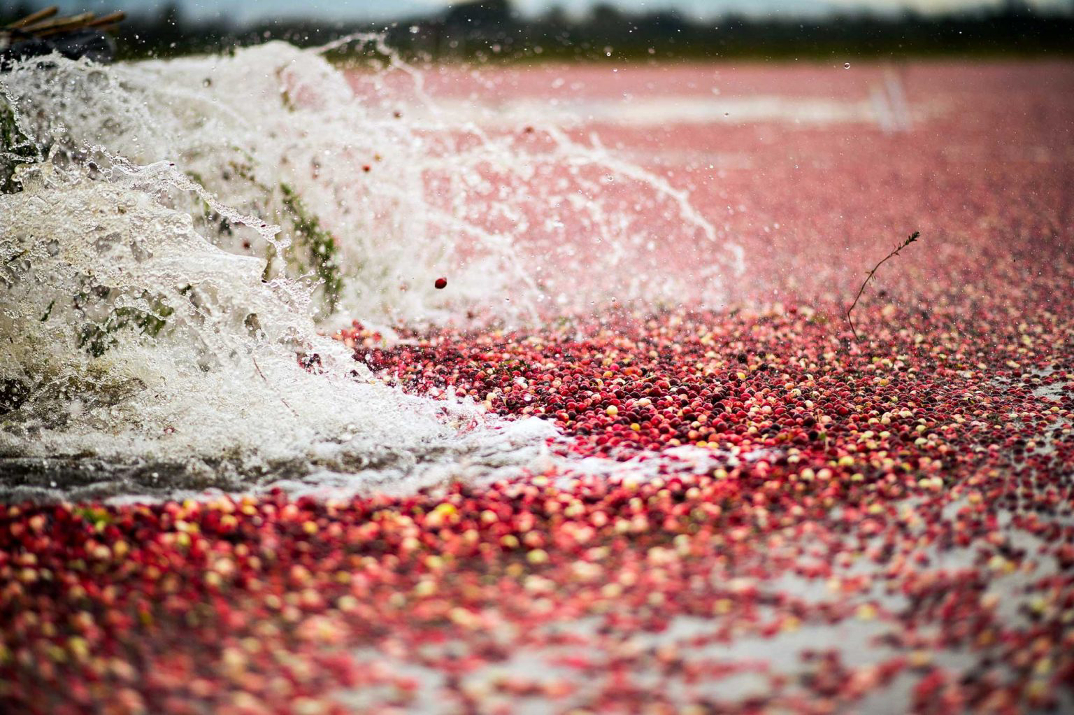Splashes disrupting a bog filled with cranberries.