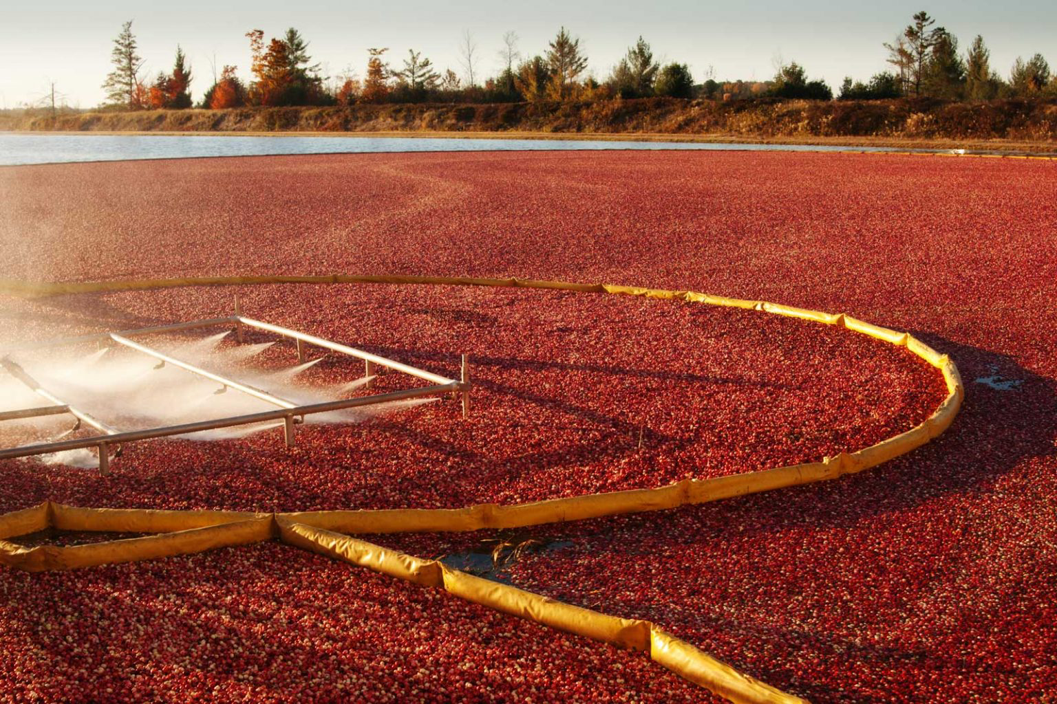 Cranberries floating in a bog as they are being harvested.