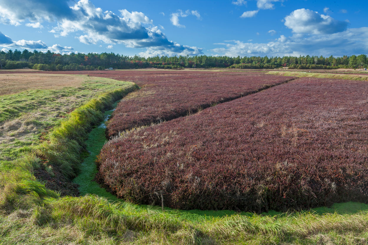 A lush landscape filled with cranberry shrubs.