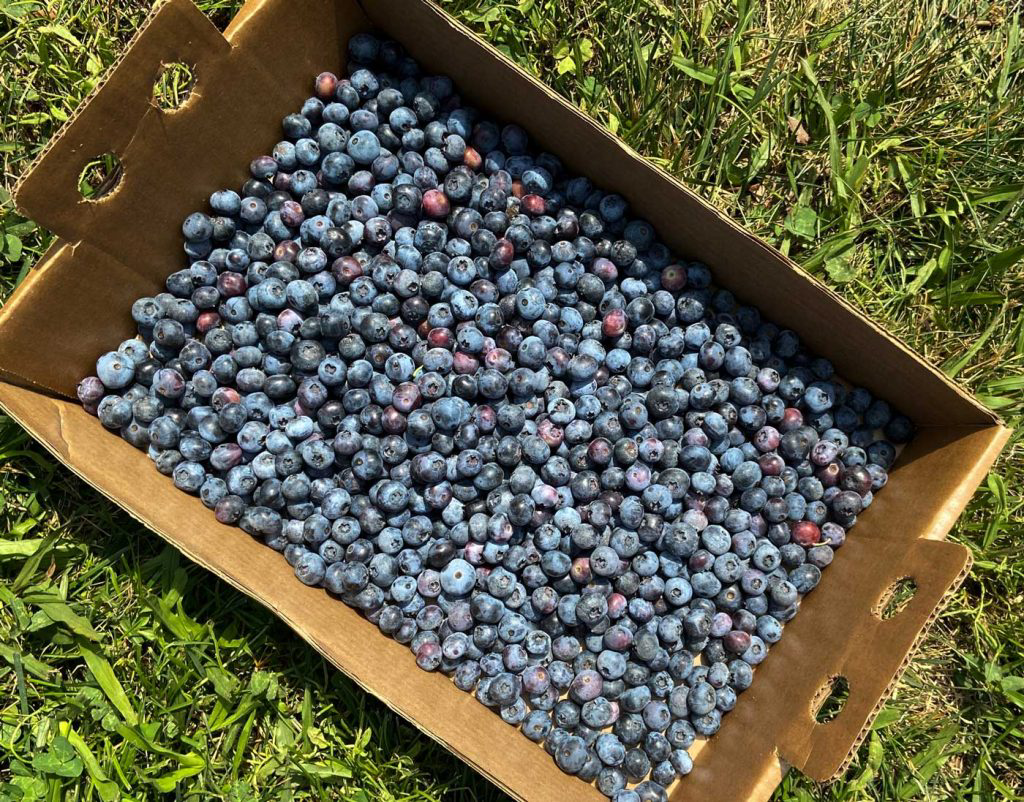 A cardboard box filled with freshly picked blueberries.