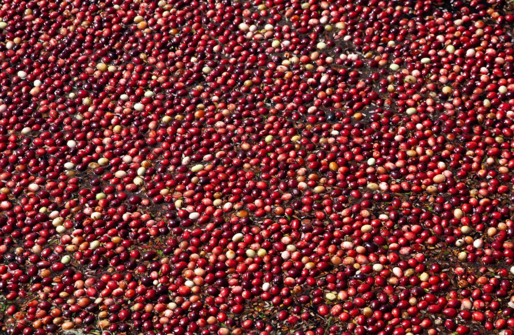 A sea of cranberries floating in the water.
