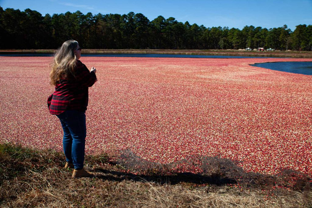 A woman staring at the bog of cranberries.