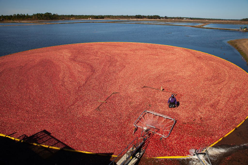 A person in the middle of a bog of cranberries.