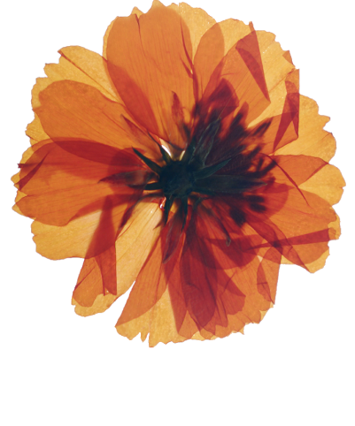 A large orange dried flower.