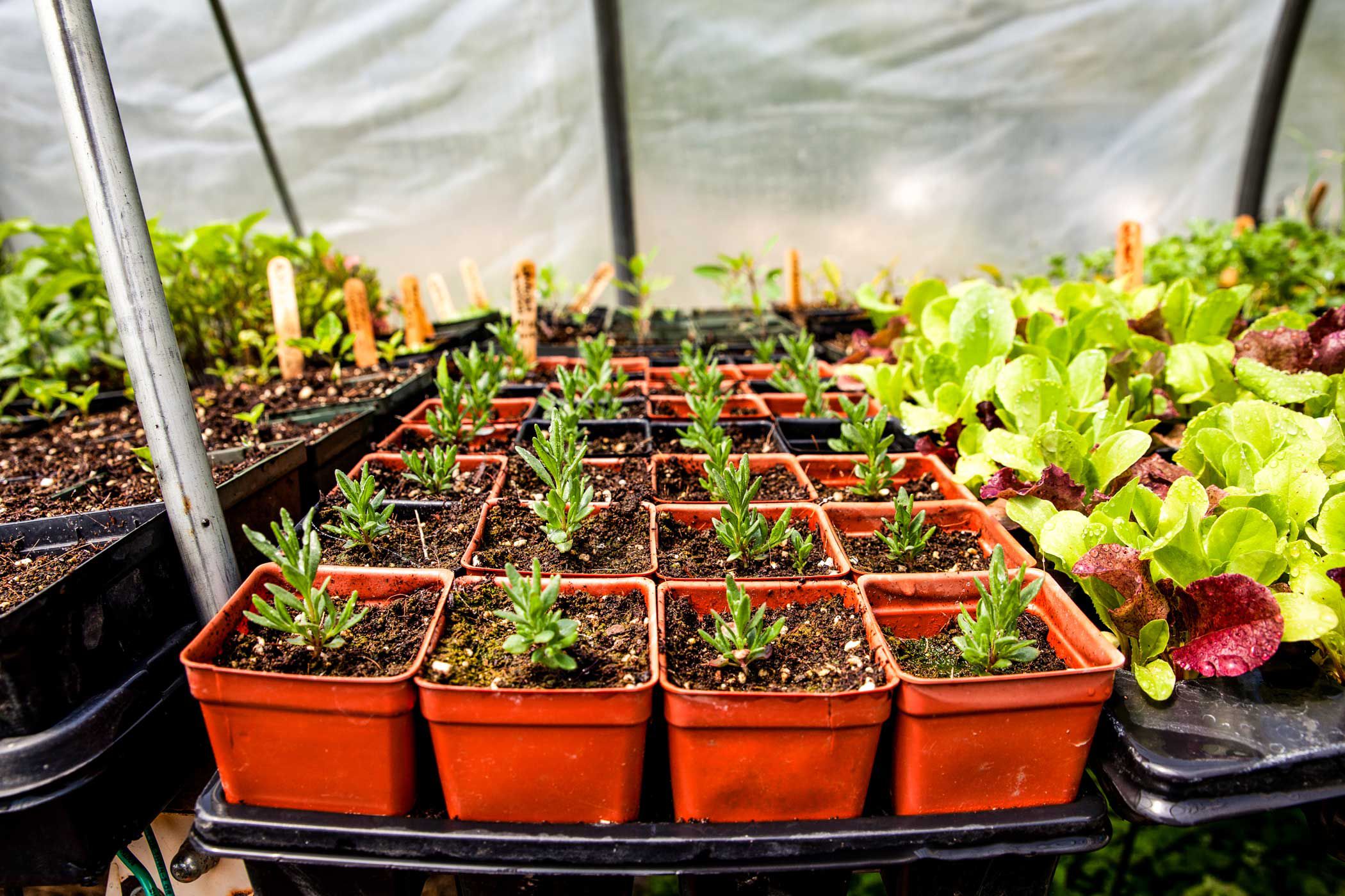 A set of individually potted budding rosemary plants in a nursery.