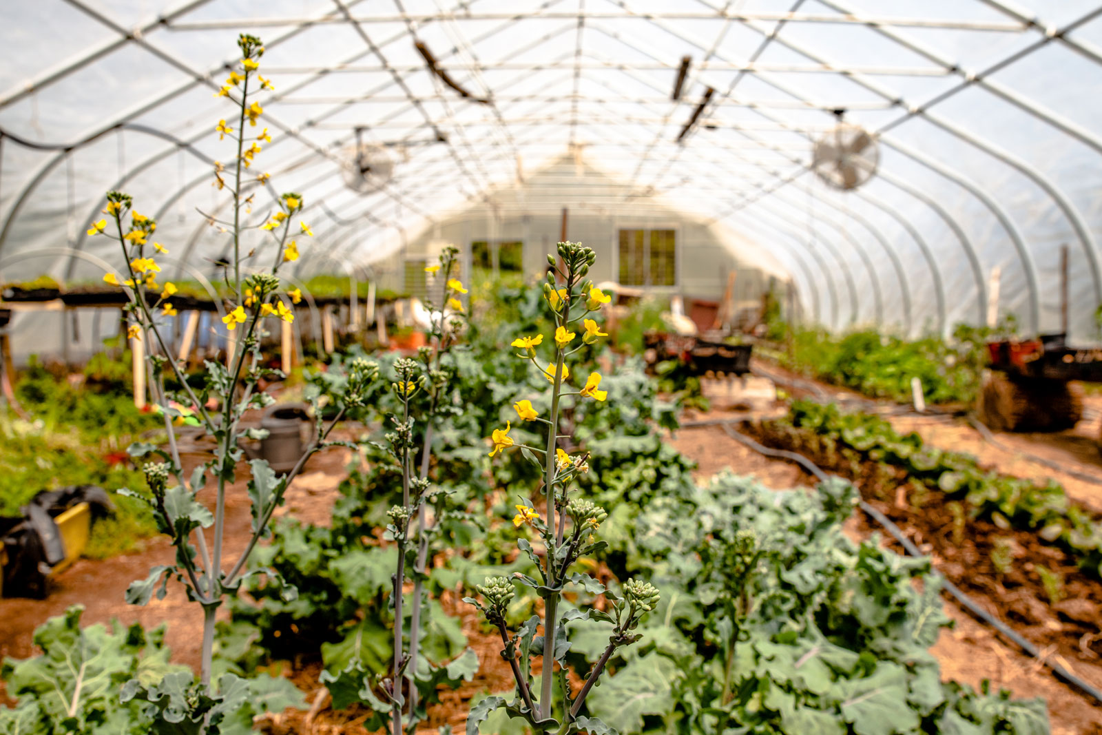 Yellow-flowered plants growing strong and tall in a nursery.