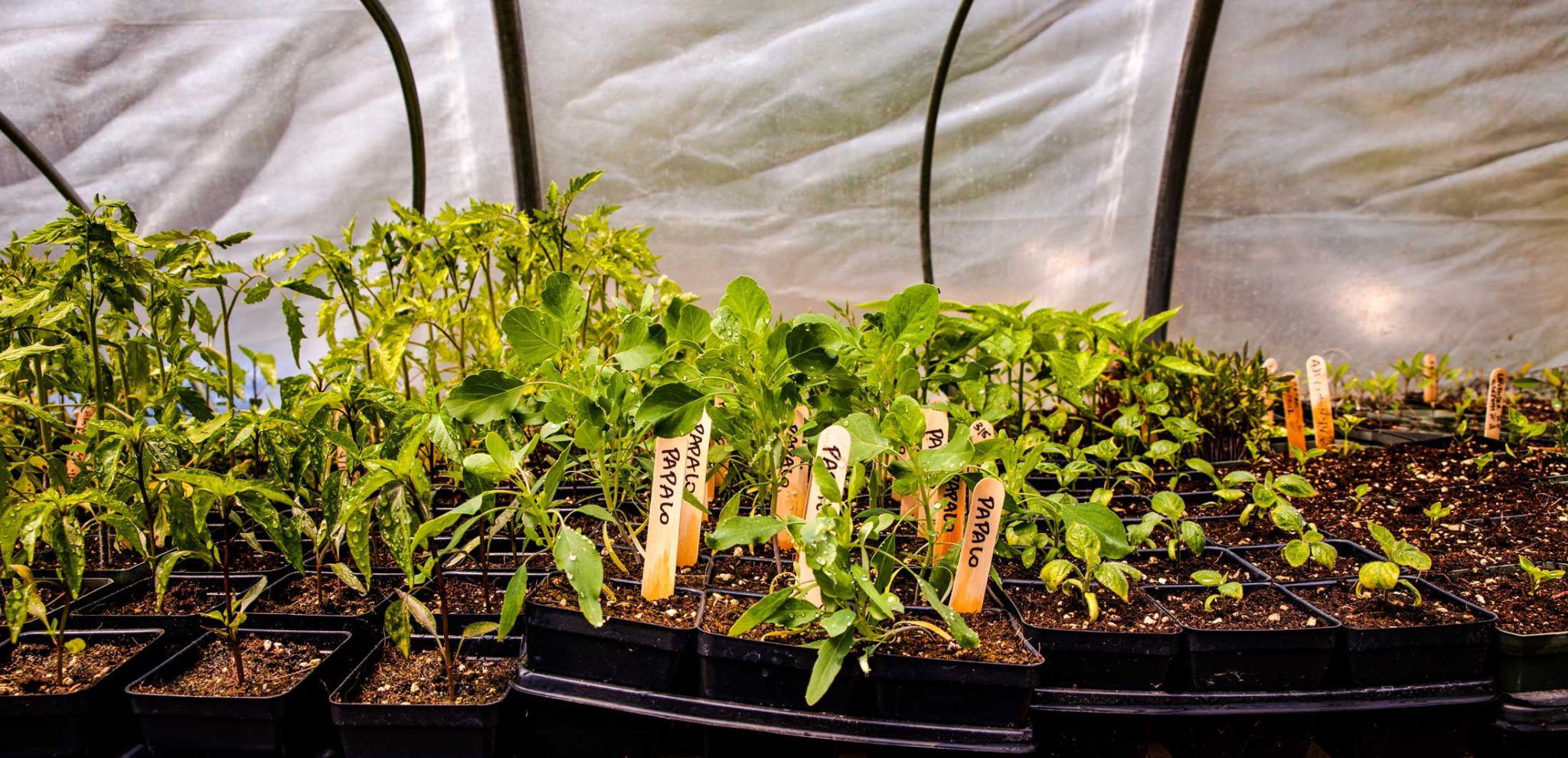 A set of Papalo plants labeled with popsicle sticks.