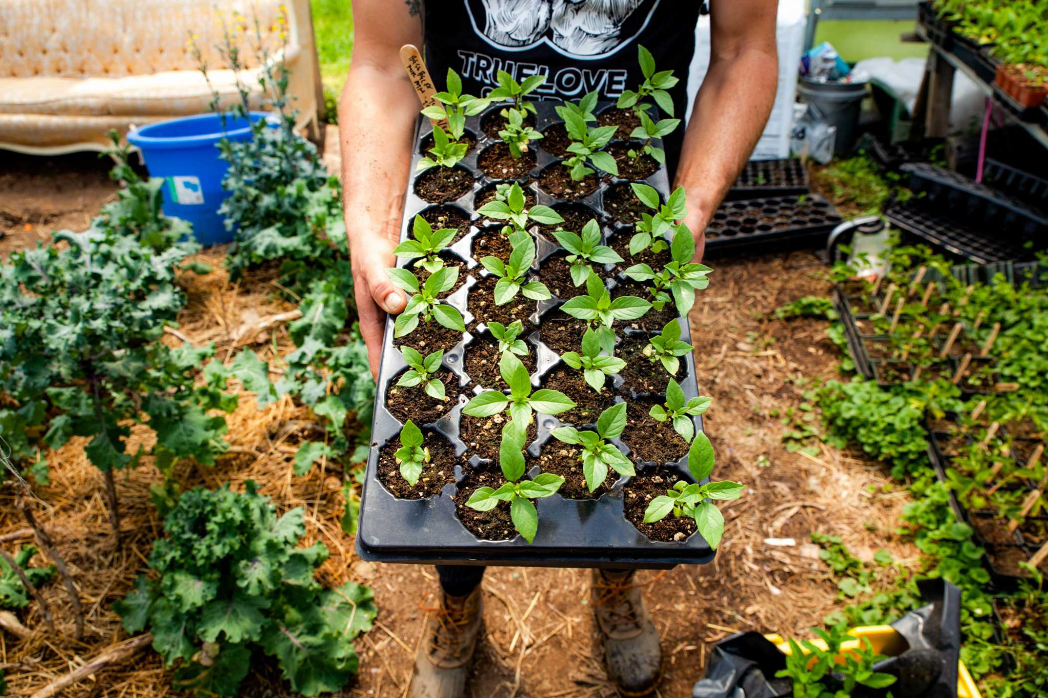 A person holding a tray of small budding plants.