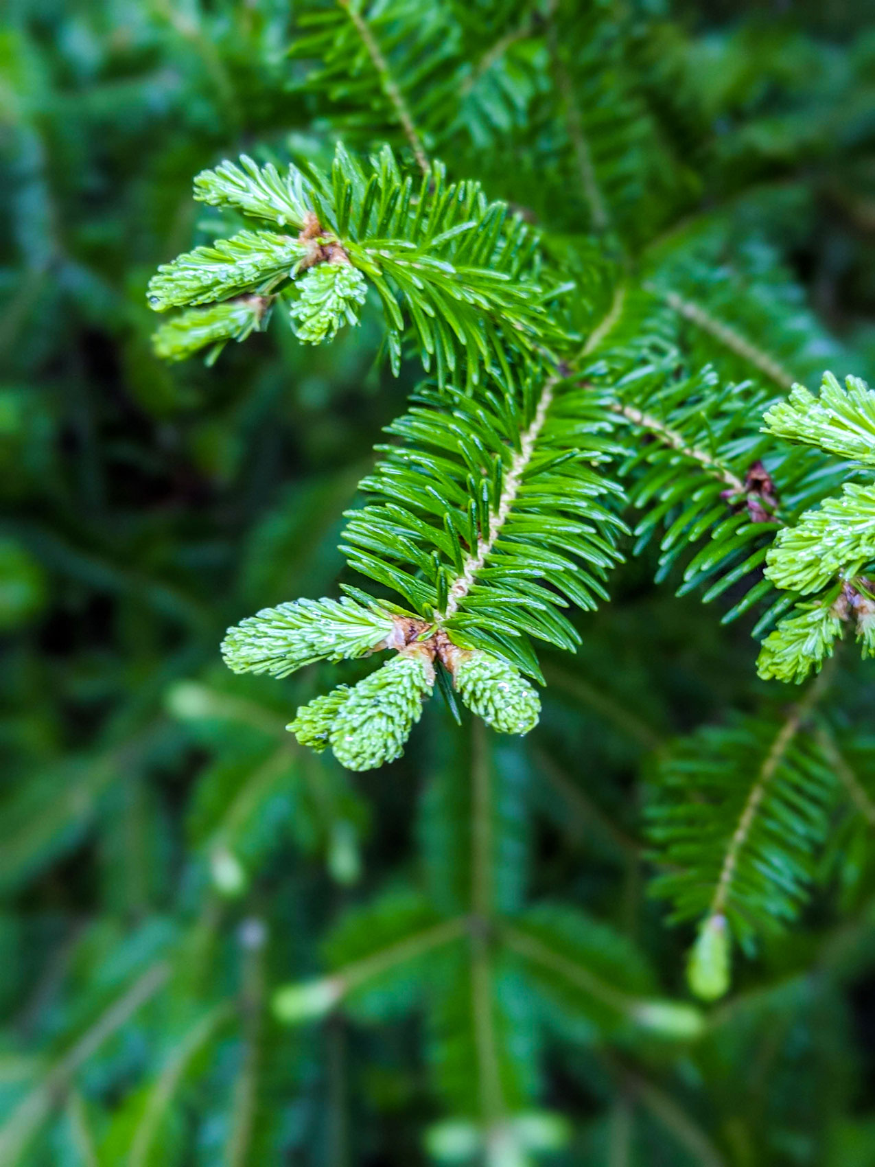 Basalm fir tips growing.
