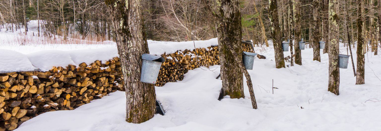 A snow-filled treescape with buckets attached to bark to extract syrup.