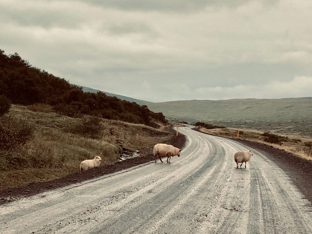 Sheep cautiously crossing a small road.