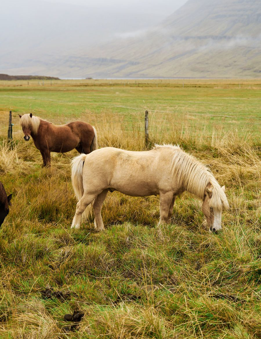 Horses grazing in the grass.