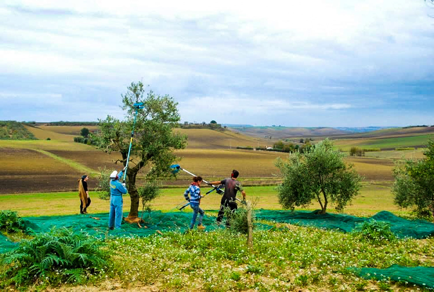 People harvesting olives off a tree.