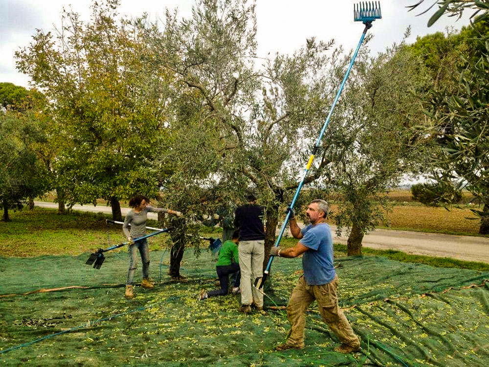 People harvesting olives.