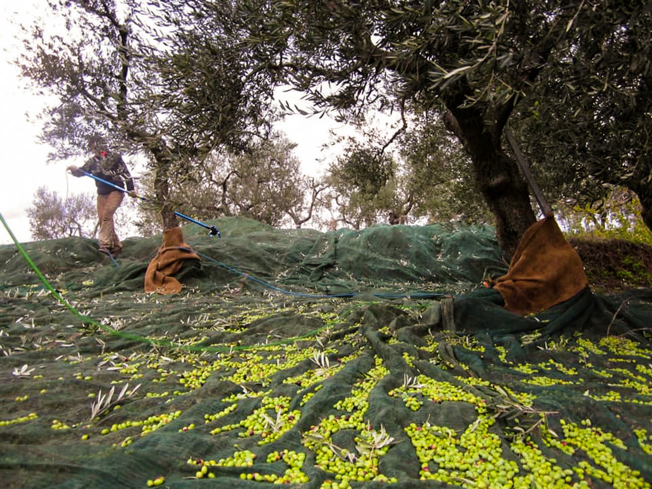 Large nets filled with olives.