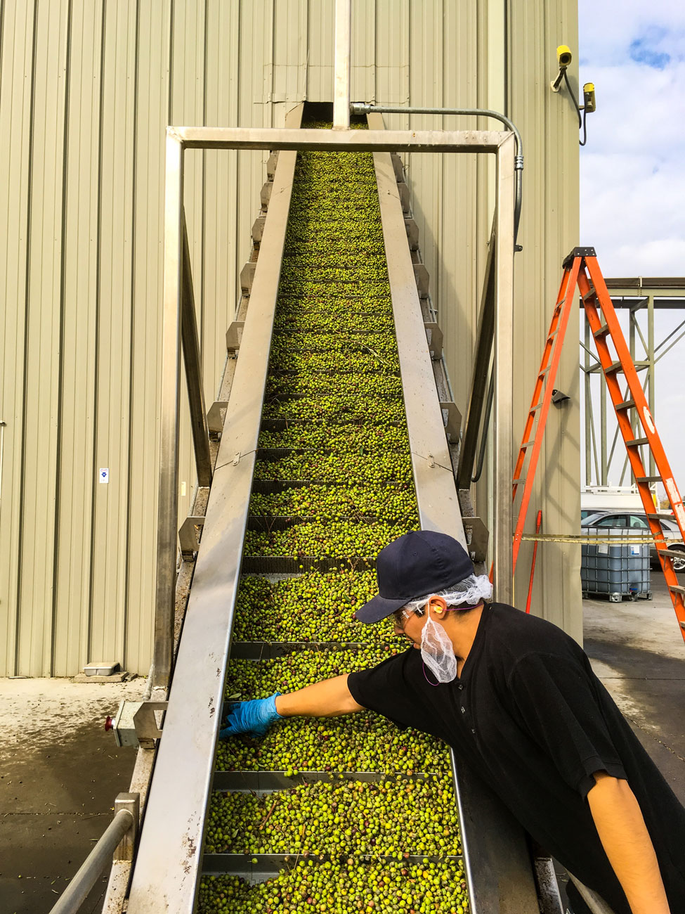 Olives being sorted through.