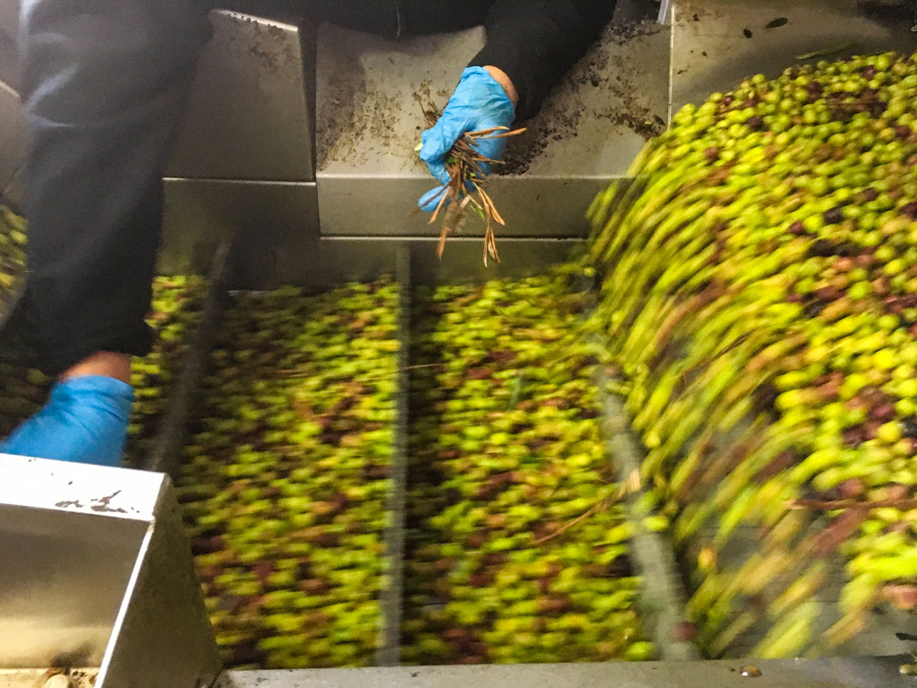 The olive sorting process.
