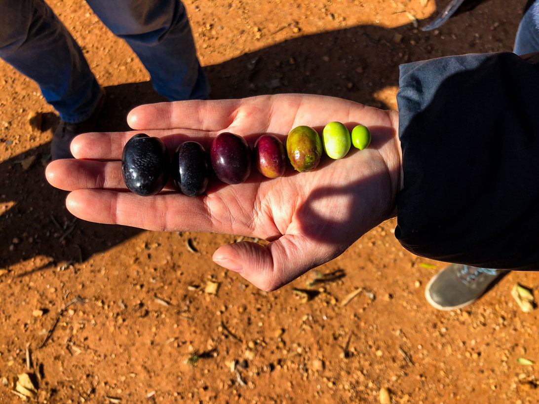 A handful of different colored olives.
