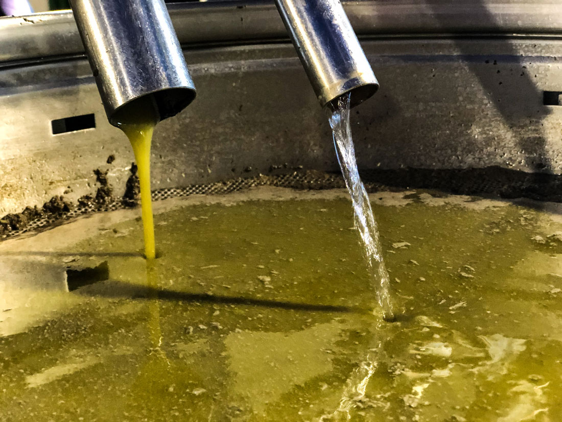Olive oil being made.