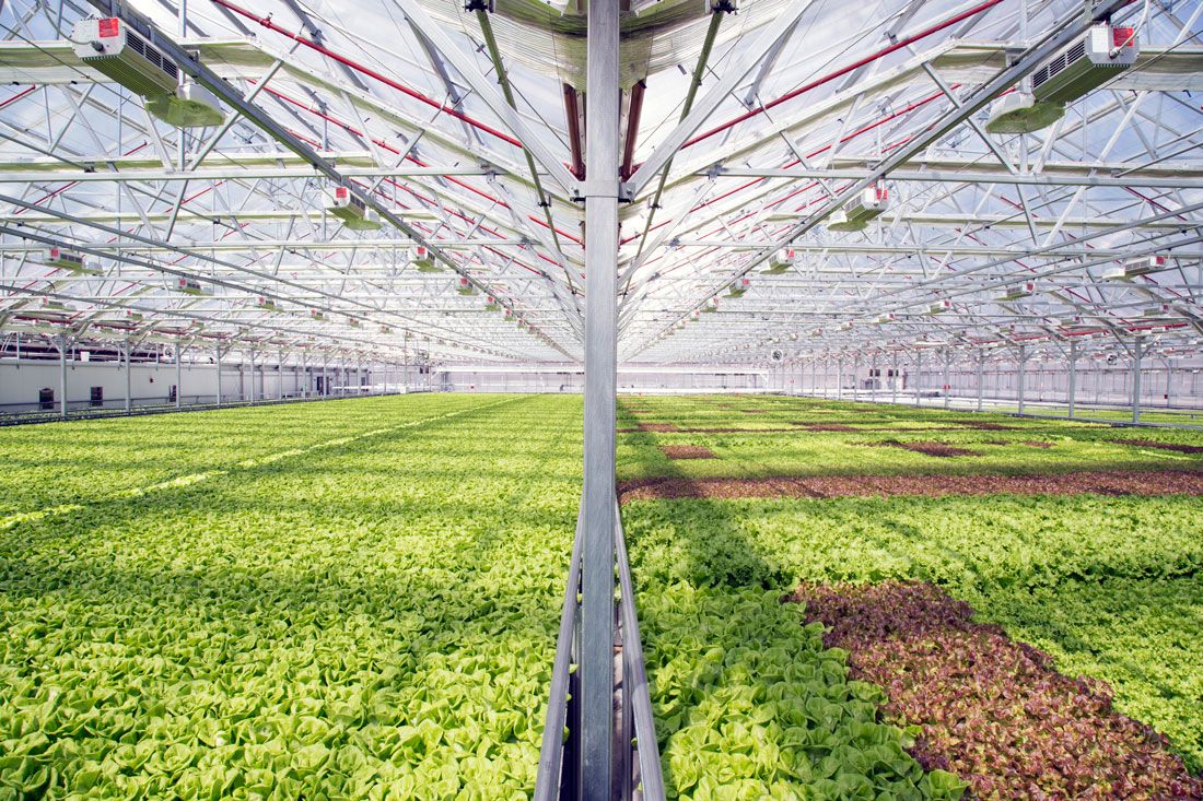 The 20,000 square foot greenhouse atop the roof of Whole Foods.