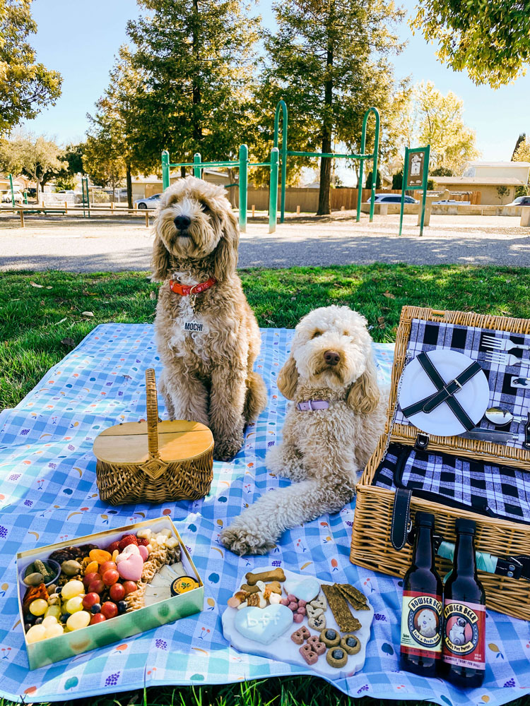 Two dogs resting on a picnic blanket.