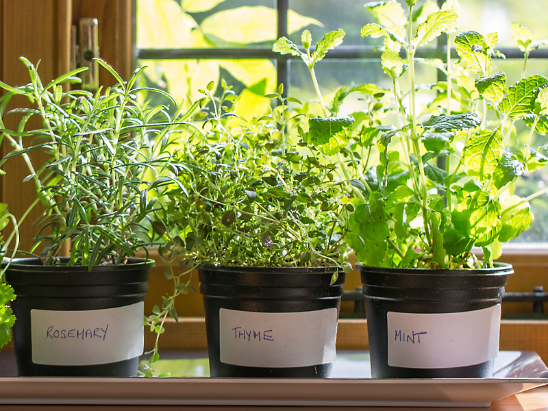 Fresh herbs growing in pots on a window sill