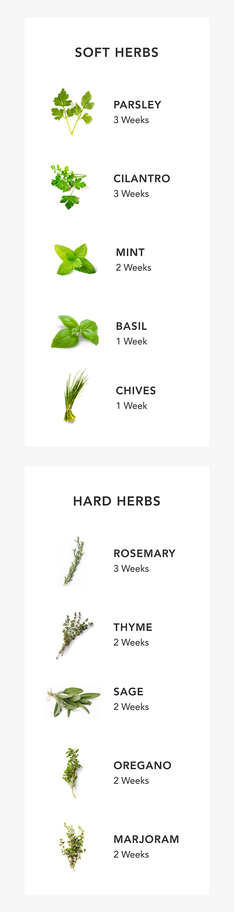 Infographic of herbs and how to store them